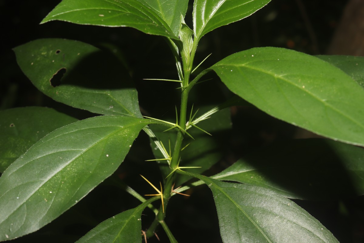 Barleria prionitis L.